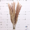 Dried Pampas Grass Decoration Set