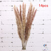 Dried Pampas Grass Decoration Set