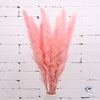 Dried Pampas Grass Decoration Set