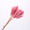 Dried Pampas Grass Decoration Set