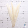Dried Pampas Grass Decoration Set