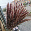 Dried Pampas Grass Decoration Set