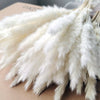Dried Pampas Grass Decoration Set