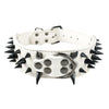 Spiked Dog Collar